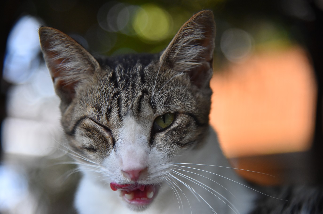 湯島の猫
