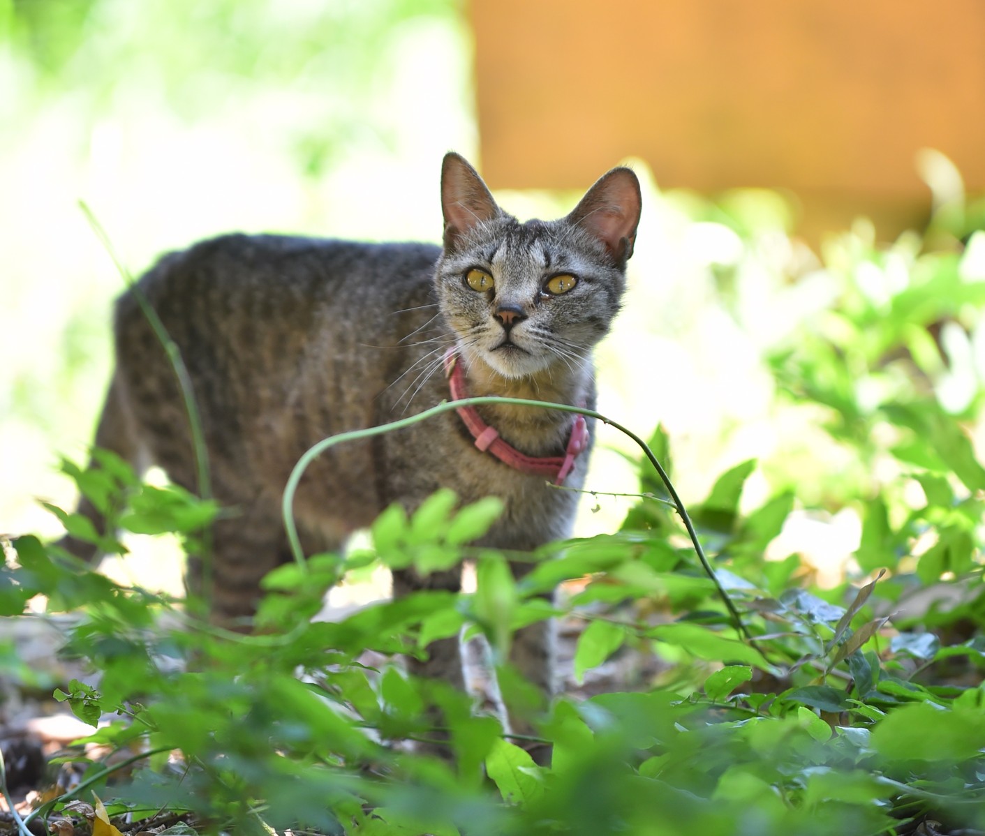 湯島の猫
