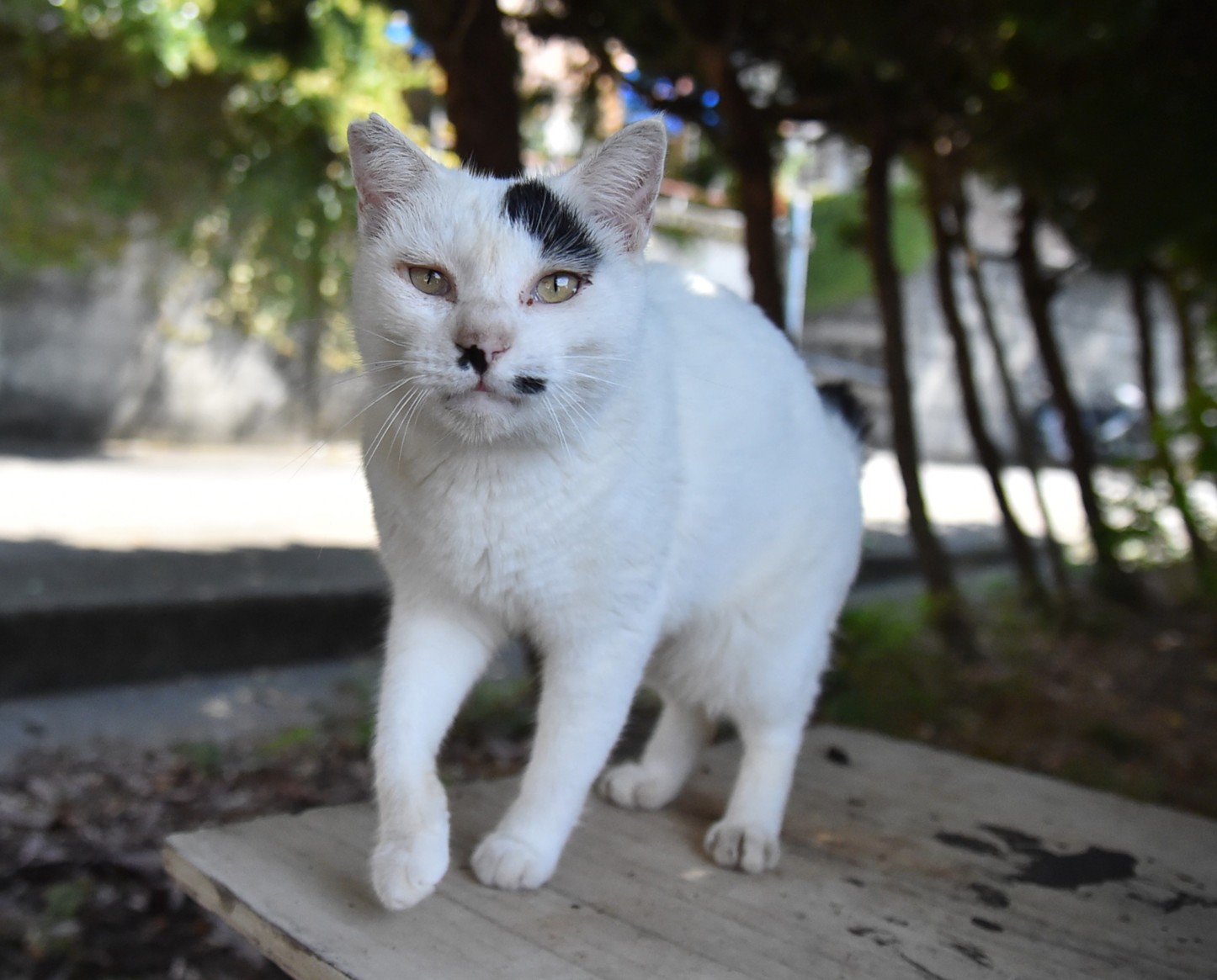 湯島の猫