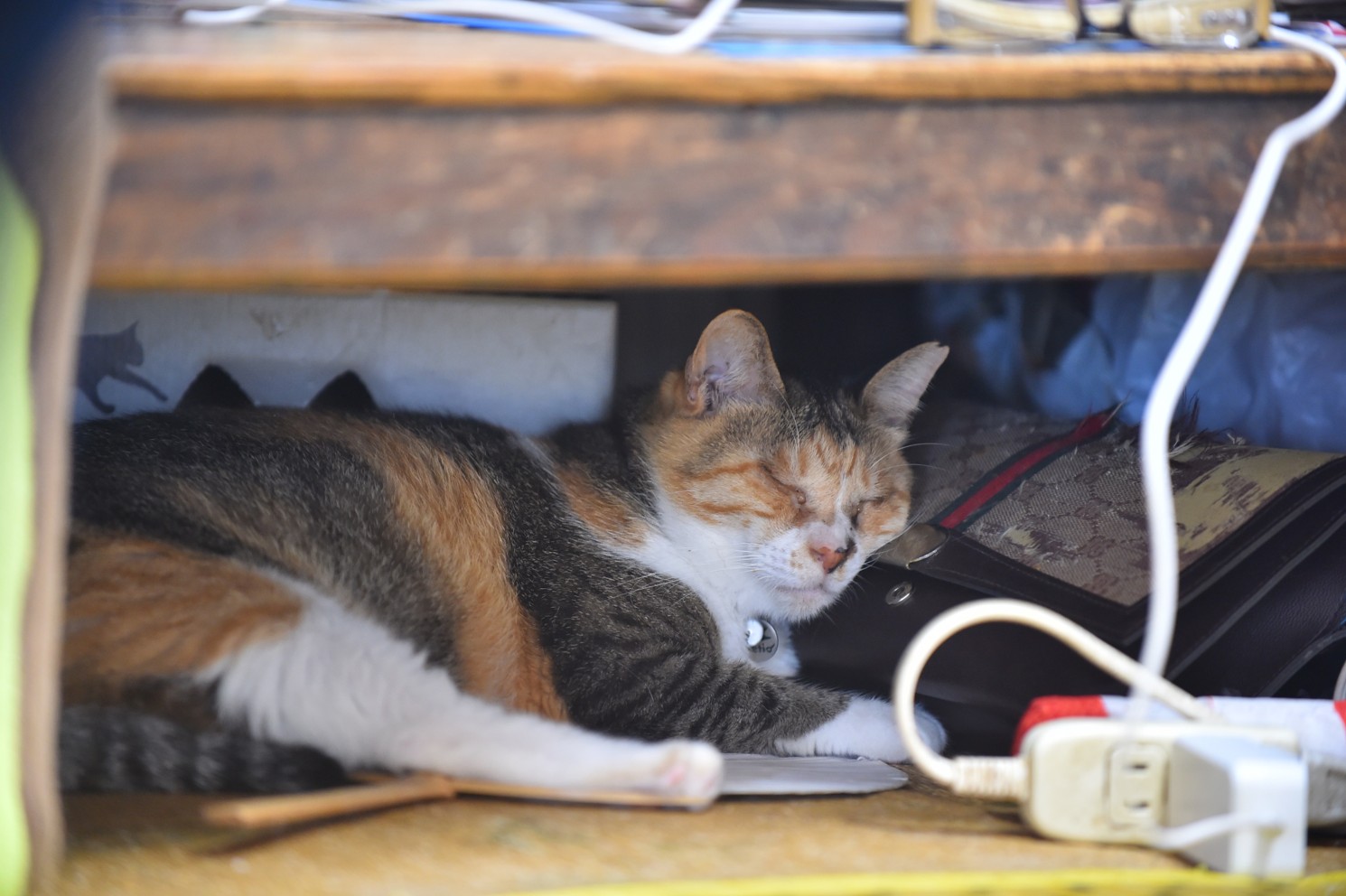 湯島の猫