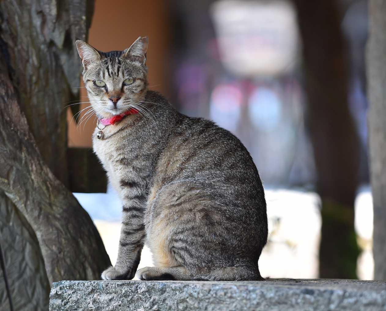 湯島の猫