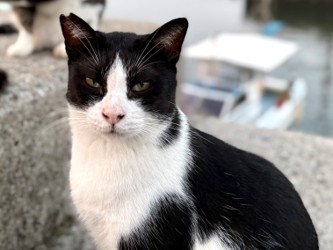 湯島の猫