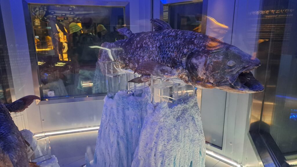 シーラカンスの標本