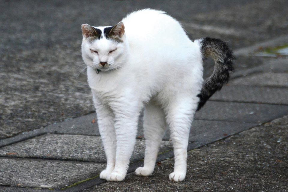 ねぎ♂