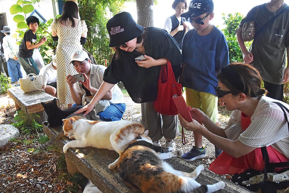 たくさんの猫たちと触れ合える湯島港近くのフジ棚