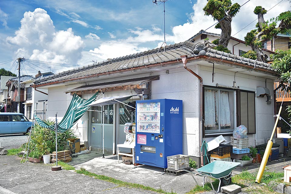 アコウ樹