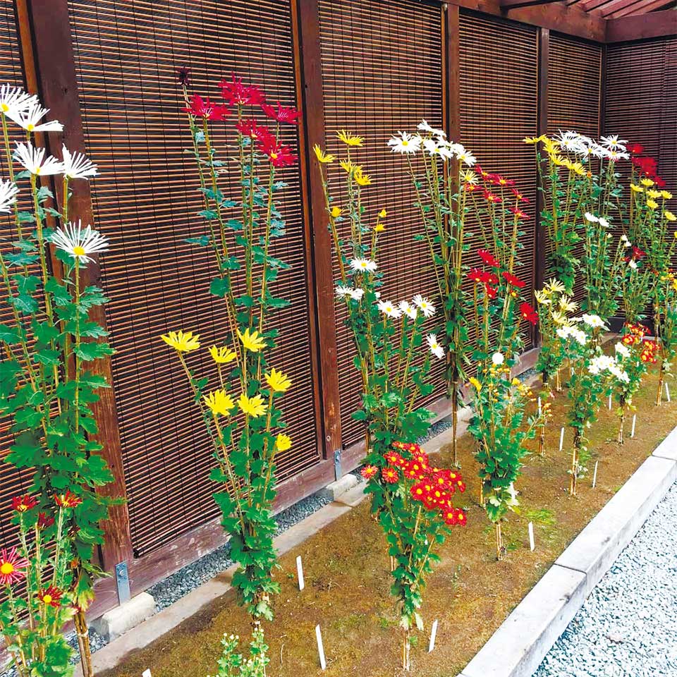 肥後六花の一つ肥後菊。ひもの代わりにシュロの葉を細く割いたものを使うなど道具にもこだわります（写真は昨年の様子）