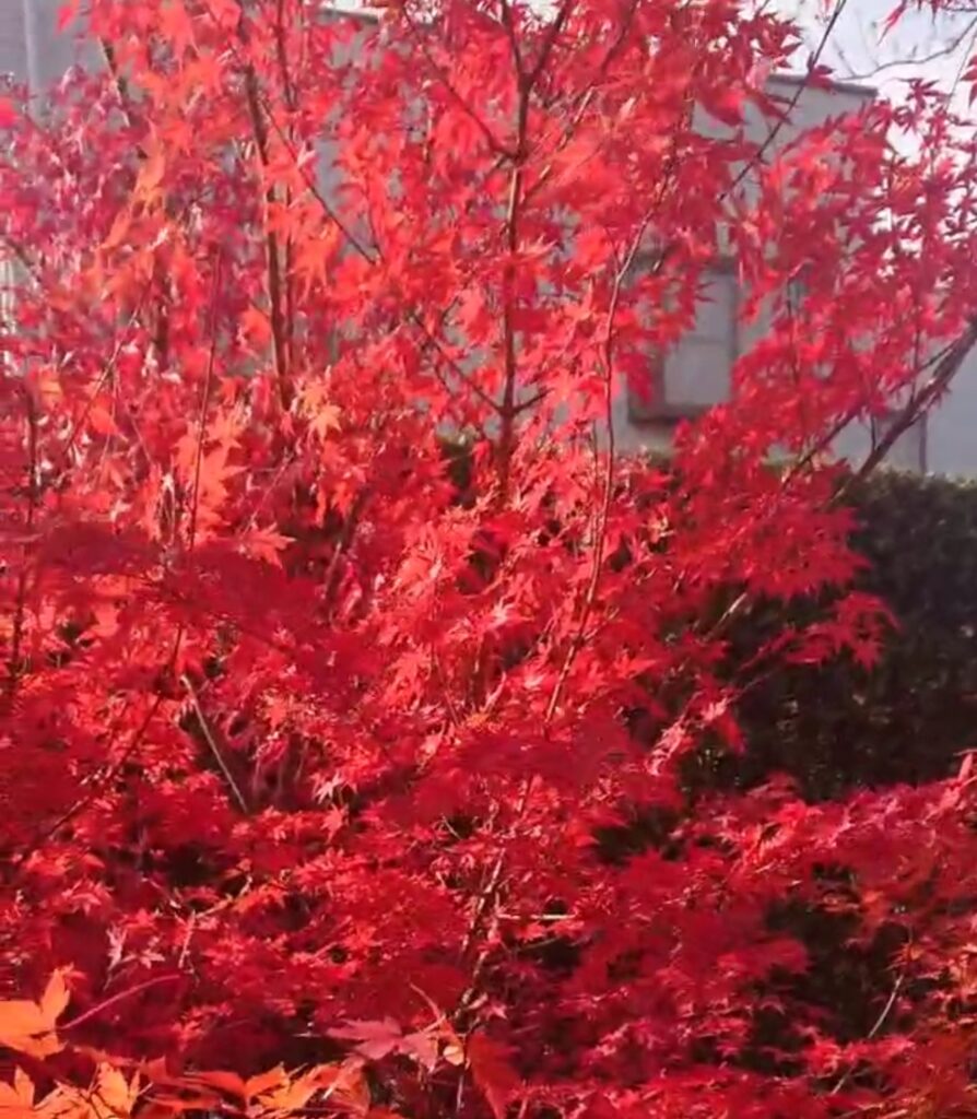 だご汁茶寮 ここのつの紅葉