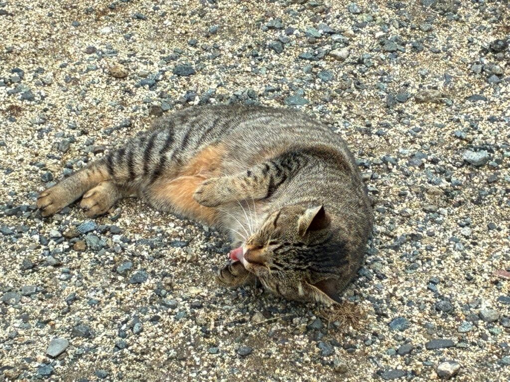 Burger’s club ベロニカの看板猫