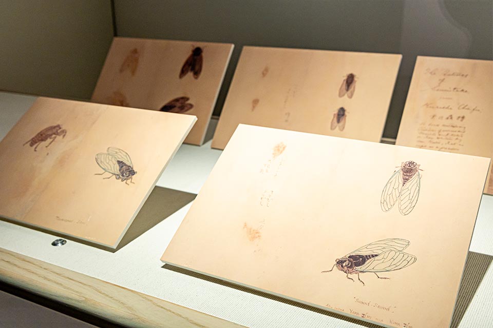 虫が大好きだった八雲は、日本の昆虫もたくさん写生し、妻・セツに名前を尋ねながら英語で解説を付けていました。セミの抜け殻には「ファントム(幽霊)」と命名!