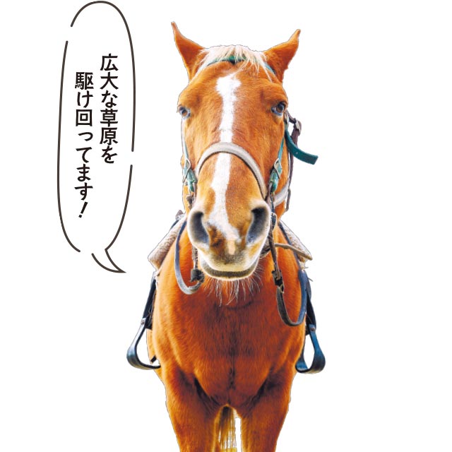 バッケーロ（オス、20歳）広大な草原を駆け回ってます！