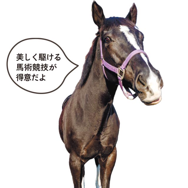 ズィーク（オス、12歳）美しく駆ける馬術競技が得意だよ