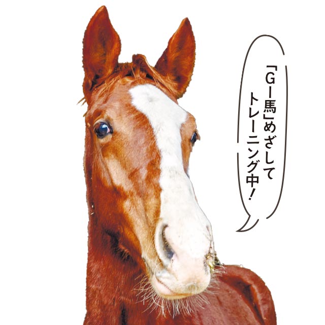 サクセス号（オス、1歳）「G1馬」めざしてトレーニング中！