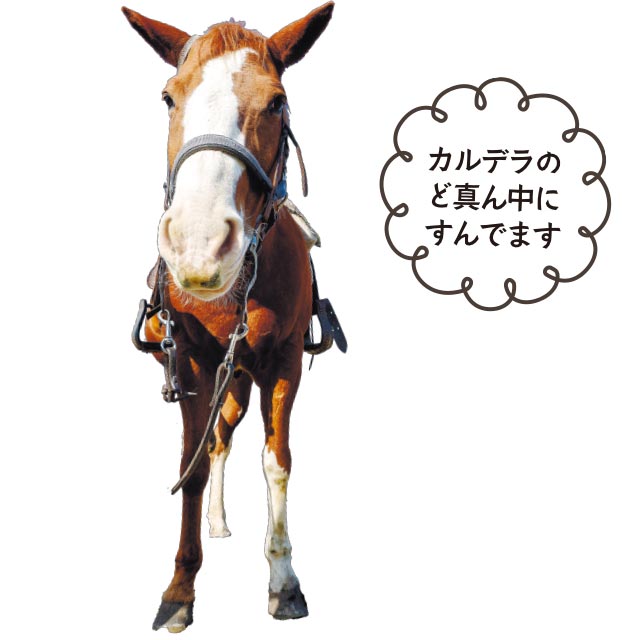 フリッカー号（メス、16歳）カルデラのど真ん中にすんでます