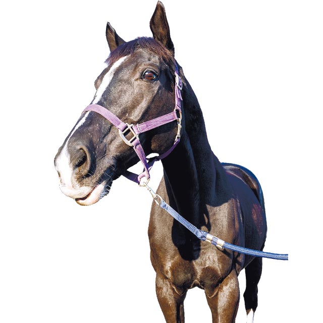 推し馬「ズィーク号」