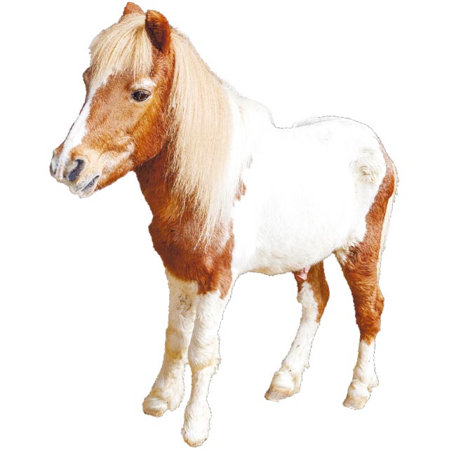 推し馬「エレガンスター号」