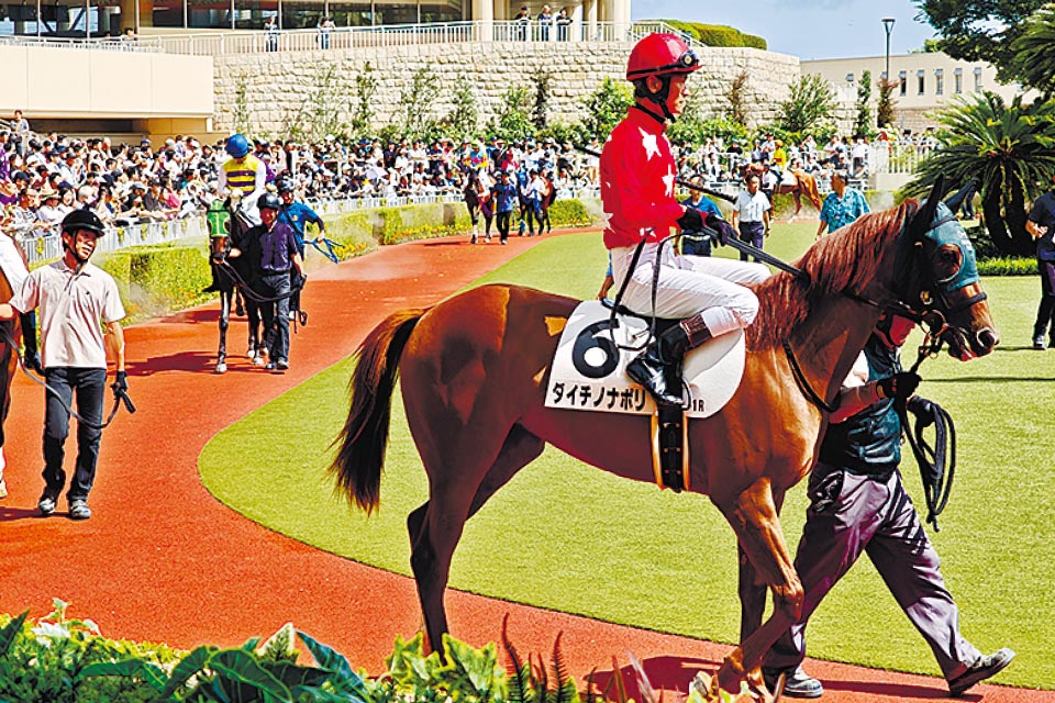 小倉競馬場のパドックを周回する本田牧場出身の現役2歳馬、ダイチノナポリ。期待の1頭です