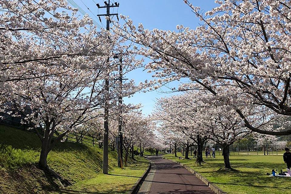  春になると桜が公園をぐるりと囲むように咲き誇ります。低めに咲く桜もあり、子どもと一緒に写真を撮りやすいのが魅力です。