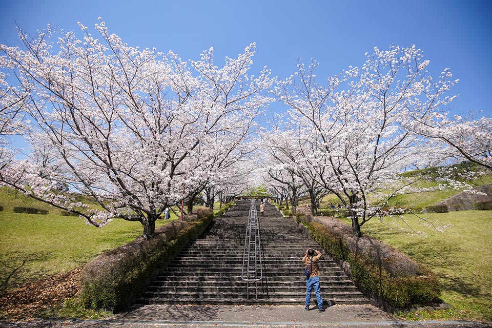  菊池市内を見渡せる小高い丘一帯に、ソメイヨシノやヤマザクラなど22種類の桜が約3000本植えられています。開花時期には夜間ライトアップも！