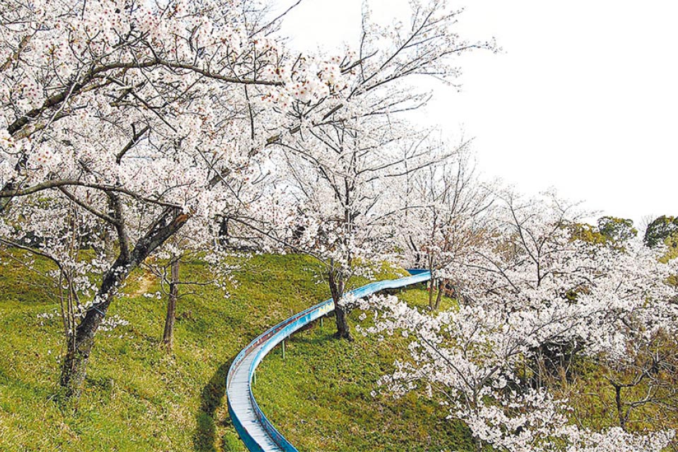  約1500本の桜が公園内を彩る玉名市屈指のお花見スポット。遊歩道も完備されているので、家族での散策やピクニックにも最適です。