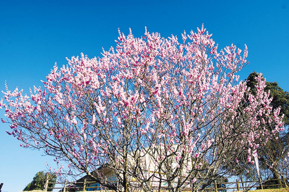  敷地内には約700本のあんずの木があり、毎年3月上旬～中旬ごろになると薄ピンク色の花を咲かせます。