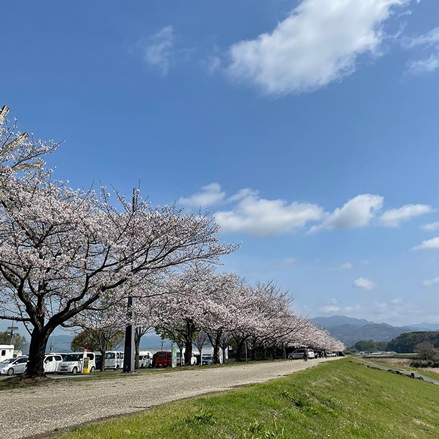  敷地を挟む両岸の川沿いに桜並木が続き、3月下旬から4月上旬にかけて見頃を迎えます。満開時に川の水面に映る桜の景色も見どころです。