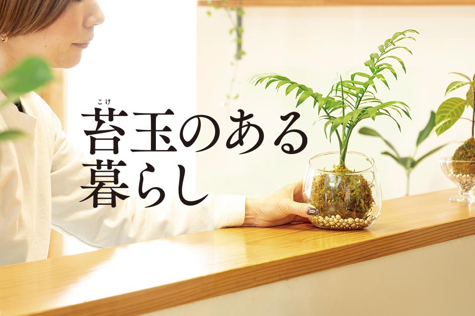 苔（こけ）玉のある暮らし