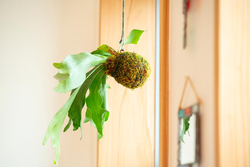 (植物)ビカクシダ(苔)シノブゴケ