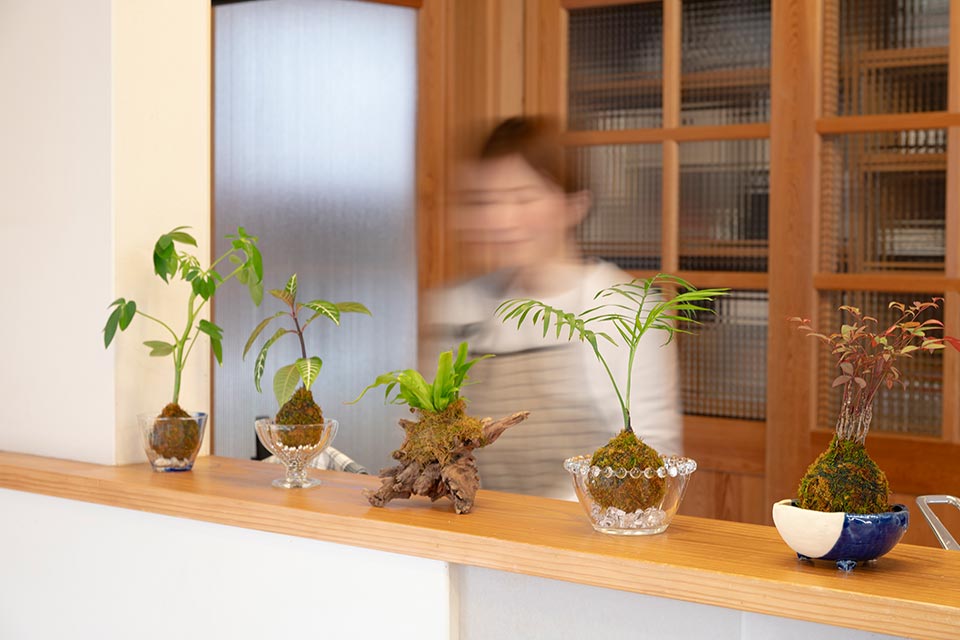 （植物、右から）ナンテン、テーブルヤシ、オオタニワタリ、アフェランドラ、シェフレラ
(苔)いずれもシノブゴケ