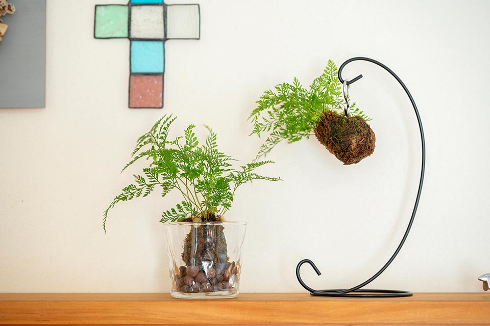 (植物)ダバリア(苔)シノブゴケ