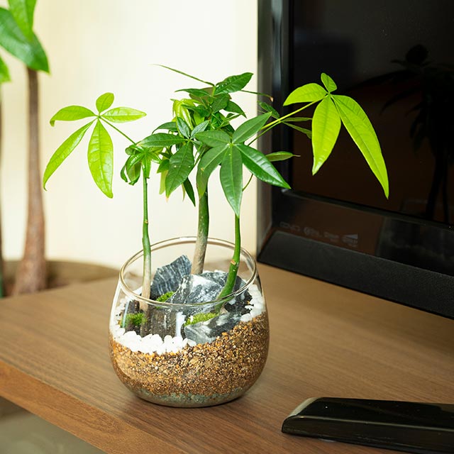 (植物)パキラ(苔)アラハシラガゴケ