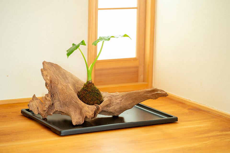 （植物）クワズイモ(苔)シノブゴケ