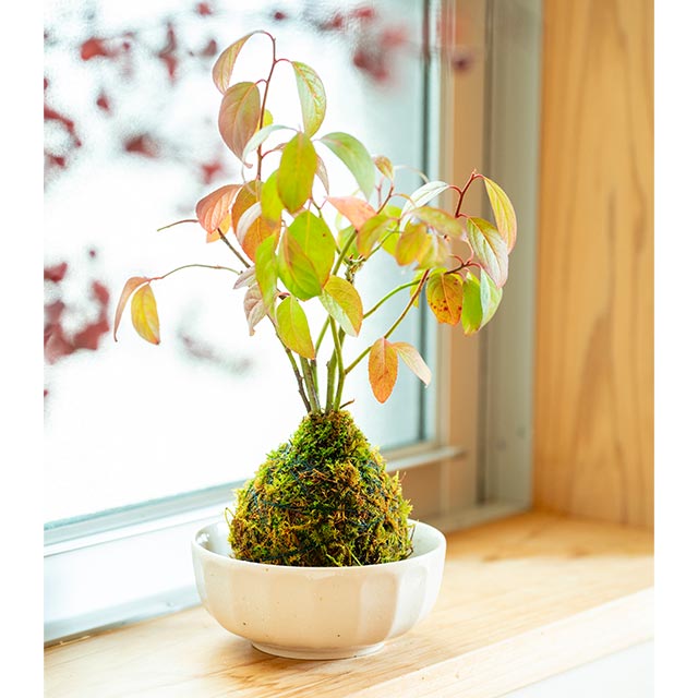 （植物）コバノズイナ(苔)シノブゴケ