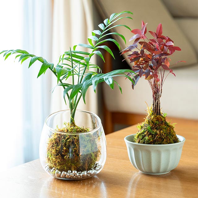 （左）テーブルヤシ、（右）ナンテン。「思っていたよりも簡単にできました♪」（寛子さん）。「苔がふわふわで気持ちよかった」（恋都さん）